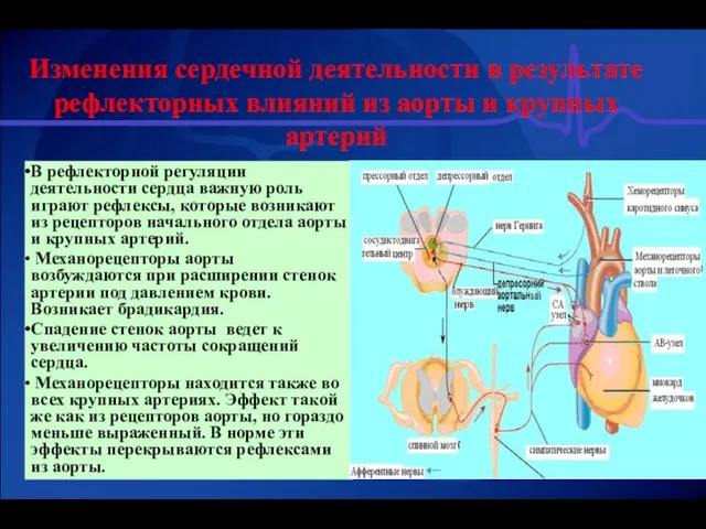 Изменения сердечной деятельности в результате рефлекторных влияний из аорты и