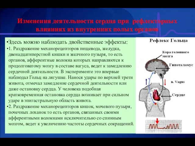 Изменения деятельности сердца при рефлекторных влияниях из внутренних полых органов