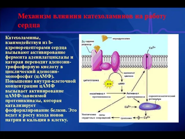 Механизм влияния катехоламинов на работу сердца Катехоламины, взаимодействуя из b-адренорецепторами