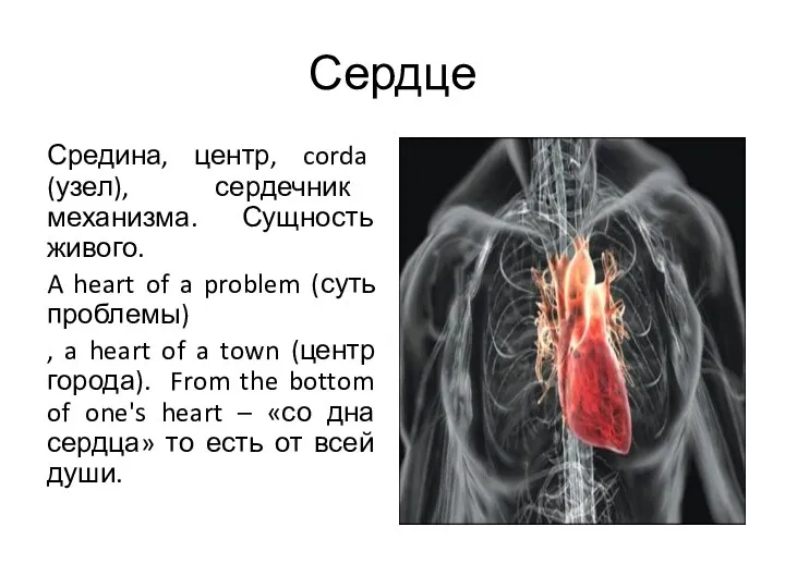 Сердце Средина, центр, corda (узел), сердечник механизма. Сущность живого. A