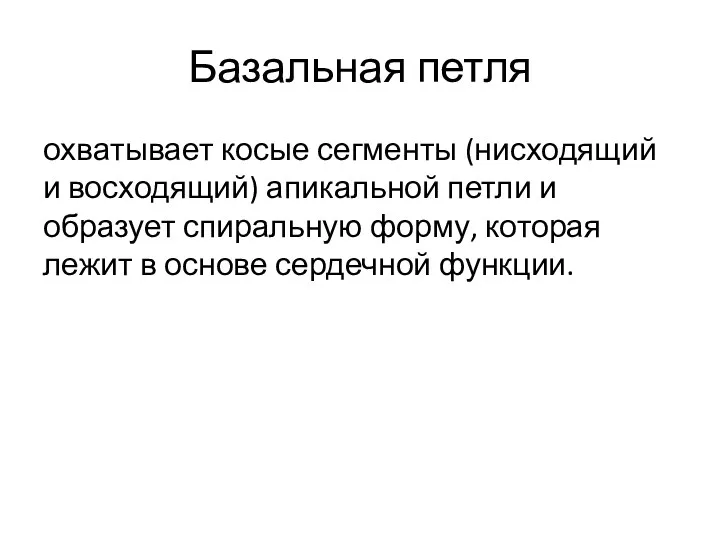 Базальная петля охватывает косые сегменты (нисходящий и восходящий) апикальной петли