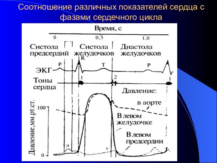 Соотношение различных показателей сердца с фазами сердечного цикла