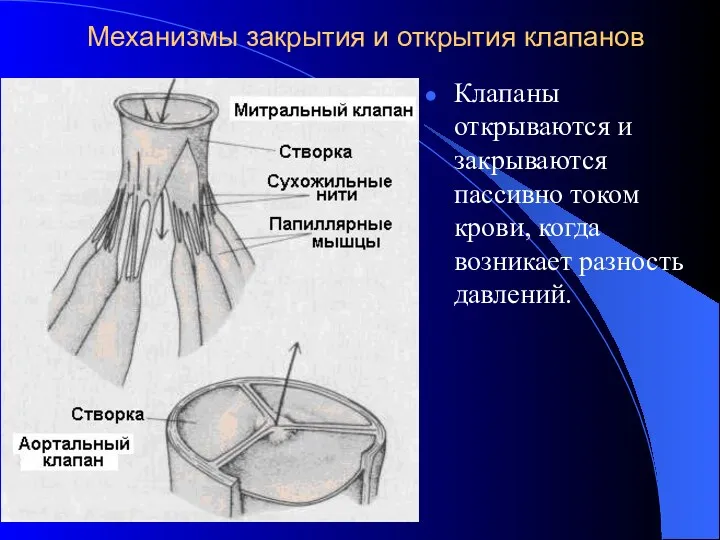 Механизмы закрытия и открытия клапанов Клапаны открываются и закрываются пассивно током крови, когда возникает разность давлений.