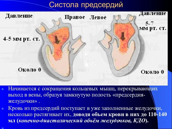 Систола предсердий Начинается с сокращения кольцевых мышц, перекрывающих выход в