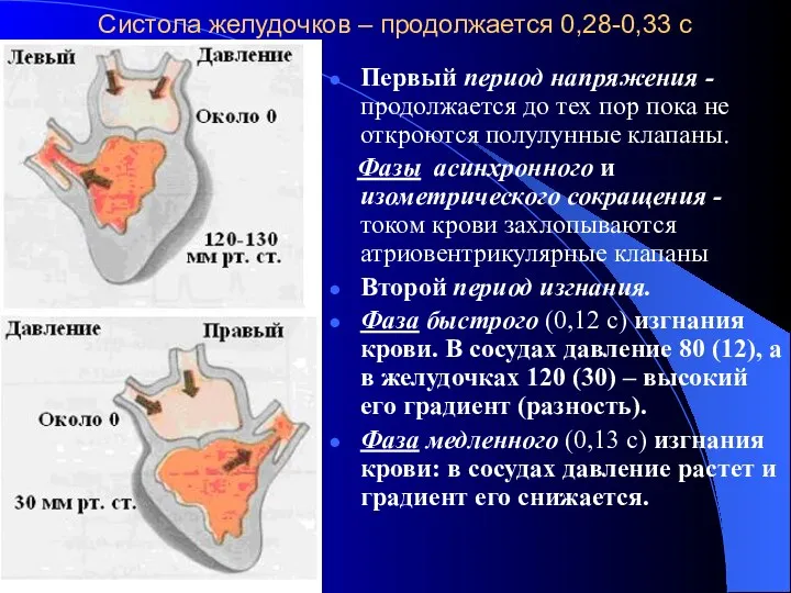 Систола желудочков – продолжается 0,28-0,33 с Первый период напряжения -продолжается