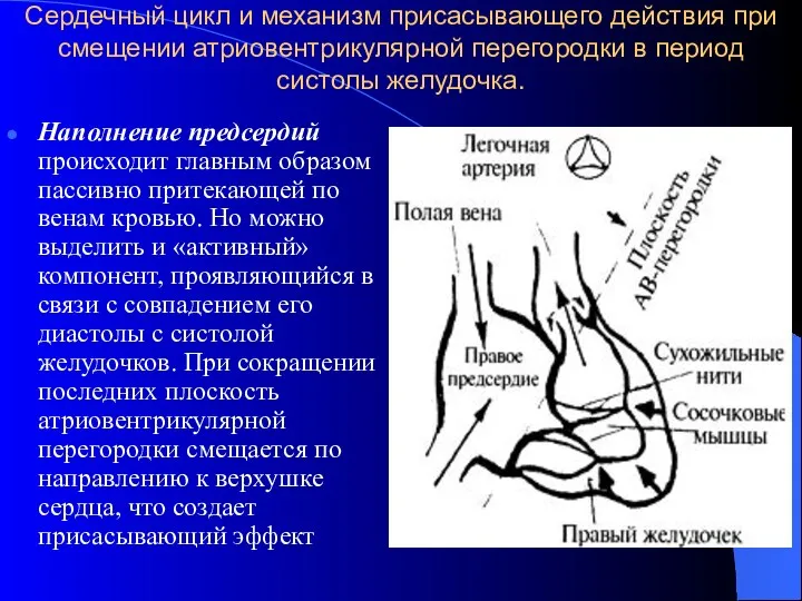 Сердечный цикл и механизм присасывающего действия при смещении атриовентрикулярной перегородки