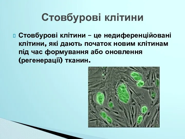 Стовбурові клітини – це недиференційовані клітини, які дають початок новим