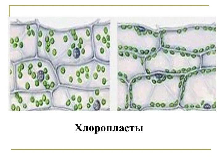 Хлоропласты