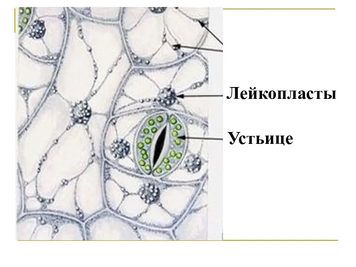 Лейкопласты Устьице