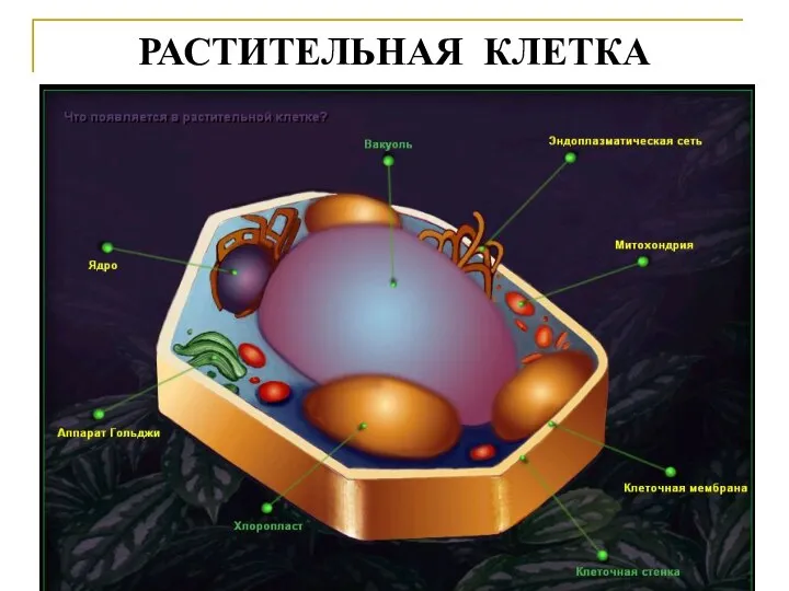 РАСТИТЕЛЬНАЯ КЛЕТКА