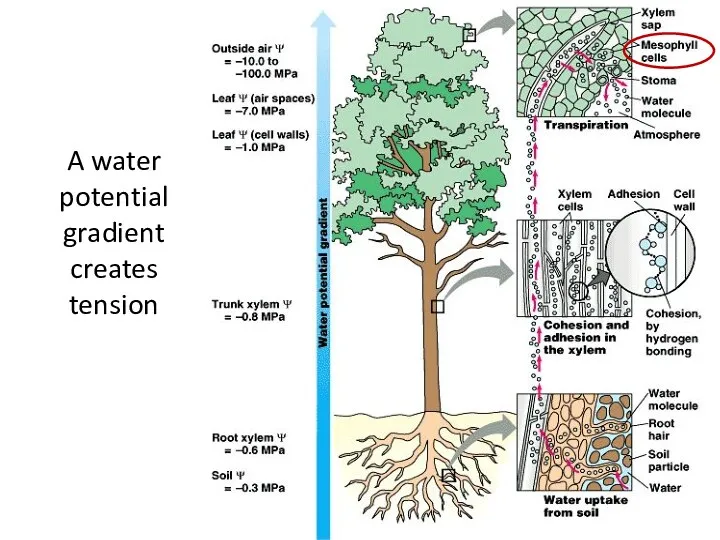 A water potential gradient creates tension