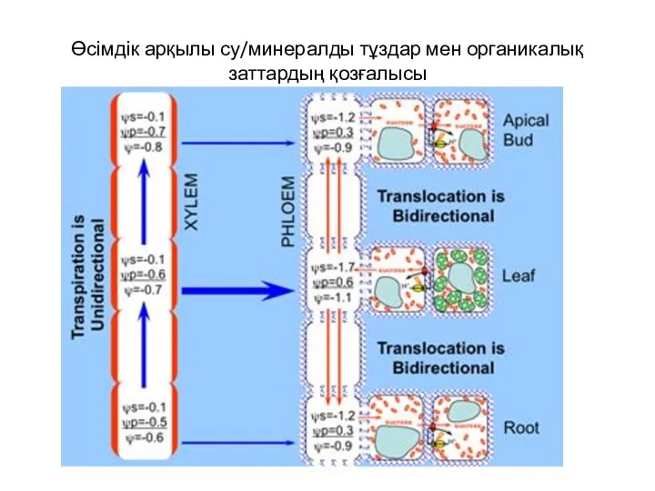 Өсімдік арқылы су/минералды тұздар мен органикалық заттардың қозғалысы