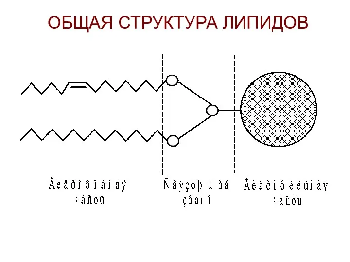 ОБЩАЯ СТРУКТУРА ЛИПИДОВ