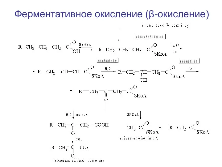 Ферментативное окисление (β-окисление)