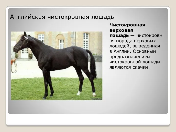 Чистокровная верховая лошадь — чистокровная порода верховых лошадей, выведенная в Англии. Основным предназначением