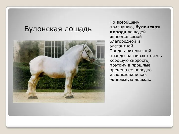 По всеобщему признанию, булонская порода лошадей является самой благородной и элегантной. Представители этой