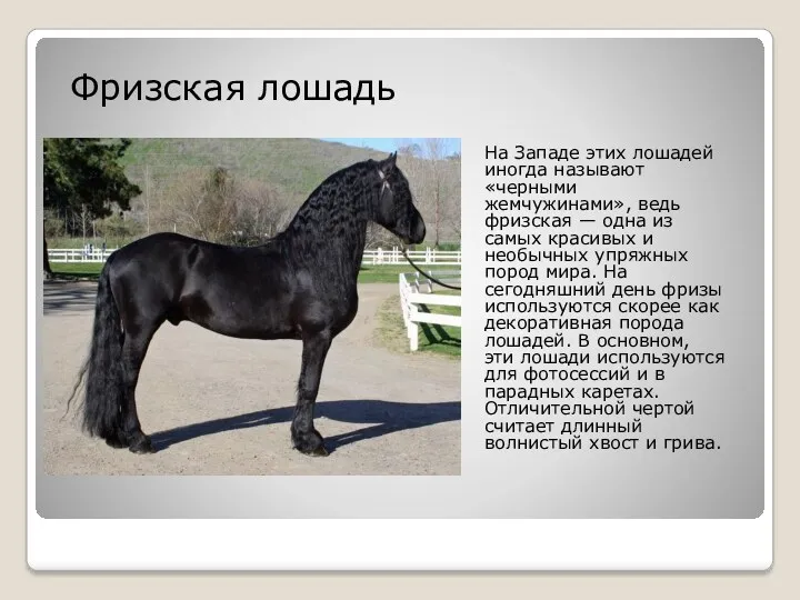 На Западе этих лошадей иногда называют «черными жемчужинами», ведь фризская — одна из