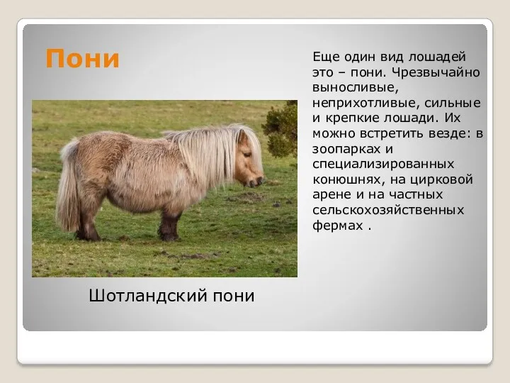 Пони Еще один вид лошадей это – пони. Чрезвычайно выносливые, неприхотливые, сильные и