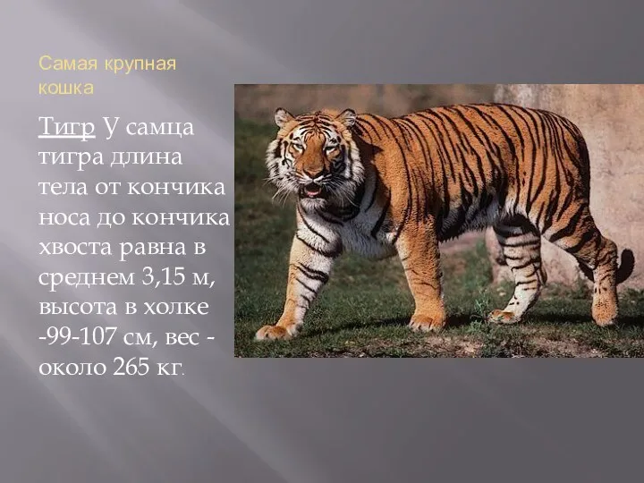 Самая крупная кошка Тигр У самца тигра длина тела от кончика носа до