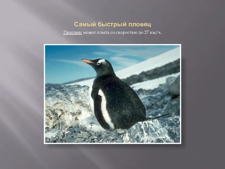 Самый быстрый пловец Пингвин может плыть со скоростью до 27 км/ч.
