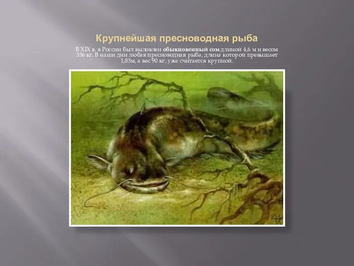 Крупнейшая пресноводная рыба В XIX в. в России был выловлен обыкновенный сом длиной