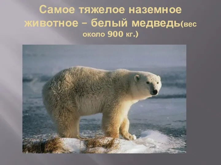 Самое тяжелое наземное животное – белый медведь(вес около 900 кг.)