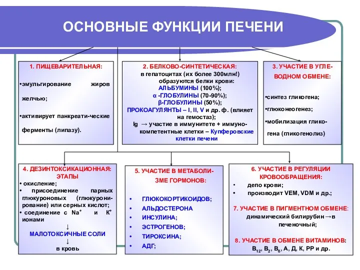 ОСНОВНЫЕ ФУНКЦИИ ПЕЧЕНИ