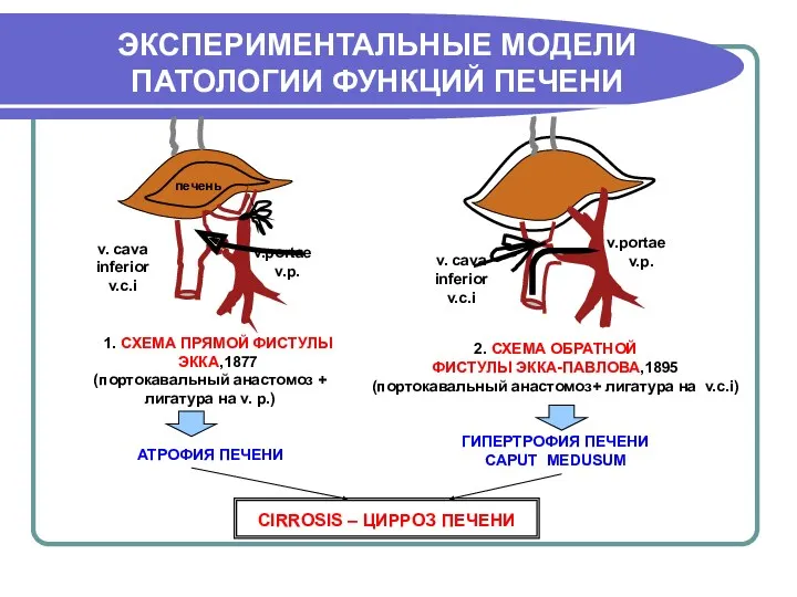 ЭКСПЕРИМЕНТАЛЬНЫЕ МОДЕЛИ ПАТОЛОГИИ ФУНКЦИЙ ПЕЧЕНИ