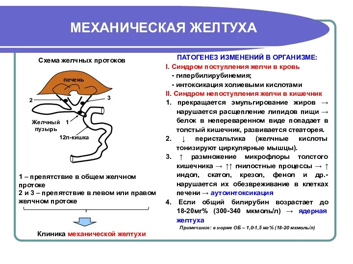 МЕХАНИЧЕСКАЯ ЖЕЛТУХА ПАТОГЕНЕЗ ИЗМЕНЕНИЙ В ОРГАНИЗМЕ: I. Синдром поступления желчи