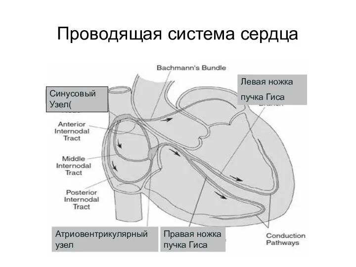 Проводящая система сердца Синусовый Узел( Атриовентрикулярный узел Левая ножка пучка Гиса Правая ножка пучка Гиса
