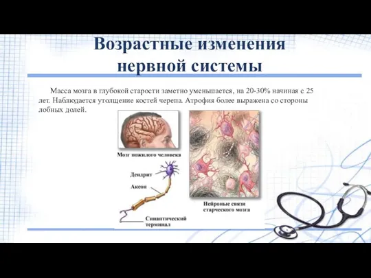 Возрастные изменения нервной системы Масса мозга в глубокой старости заметно