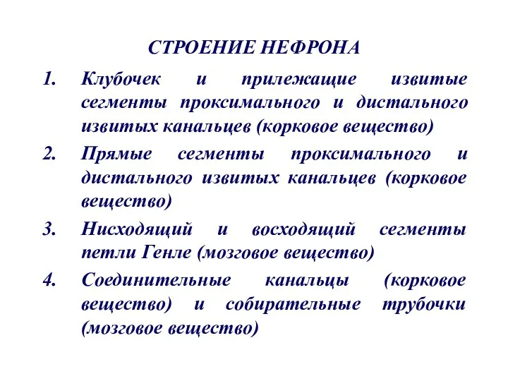 СТРОЕНИЕ НЕФРОНА Клубочек и прилежащие извитые сегменты проксимального и дистального