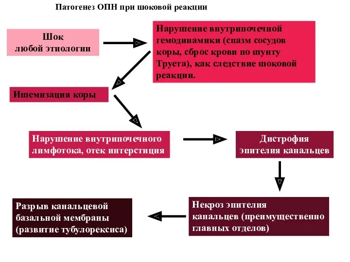 Патогенез ОПН при шоковой реакции Некроз эпителия канальцев (преимущественно главных