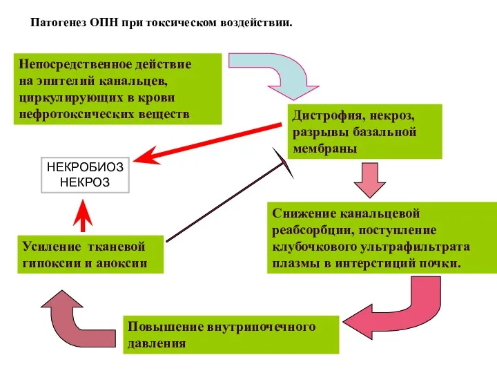 Патогенез ОПН при токсическом воздействии. Непосредственное действие на эпителий канальцев,