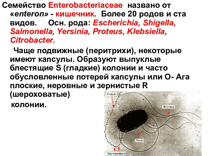 Семейство Enterobacteriaceae названо от «enteron» - кишечник. Более 20 родов