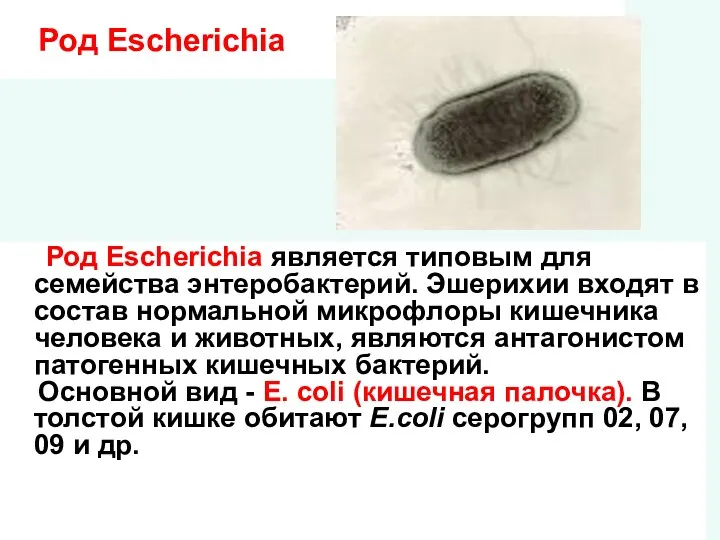 Род Escherichia Род Escherichia является типовым для семейства энтеробактерий. Эшерихии