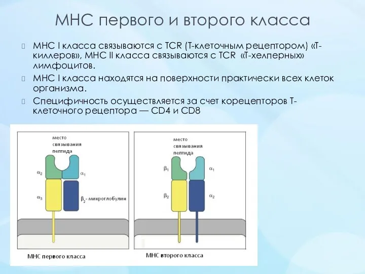 MHC первого и второго класса MHC I класса связываются с TCR (Т-клеточным рецептором)
