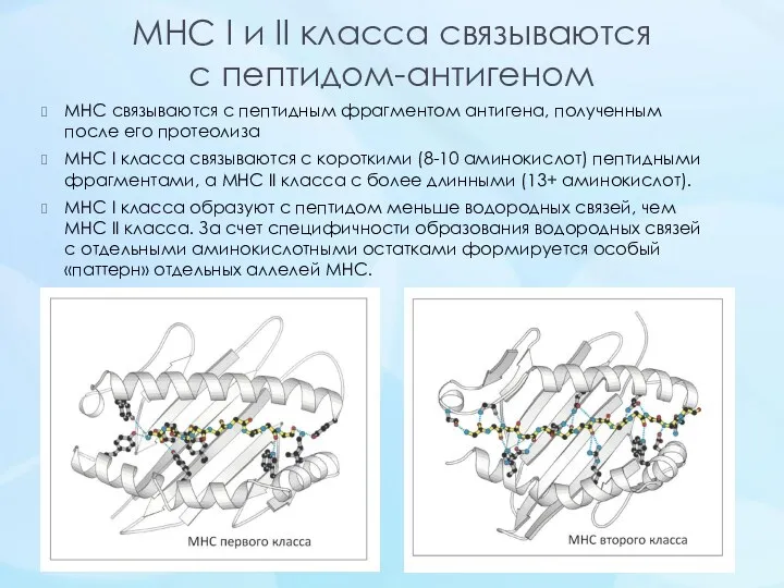 MHC I и II класса связываются с пептидом-антигеном МНС связываются с пептидным фрагментом