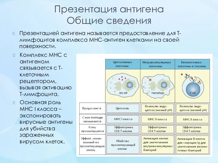 Презентация антигена Общие сведения Презентацией антигена называется предоставление для Т-лимфоцитов комплекса MHC-антиген клетками