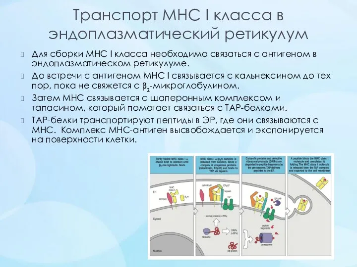Транспорт MHC I класса в эндоплазматический ретикулум Для сборки MHC I класса необходимо