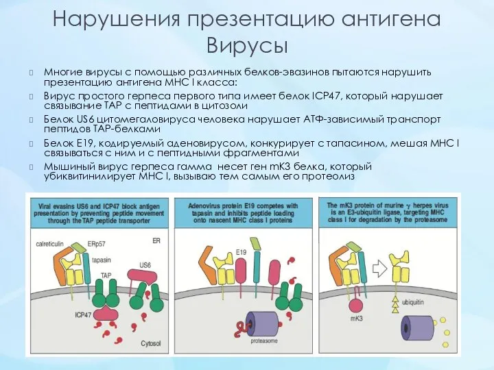 Нарушения презентацию антигена Вирусы Многие вирусы с помощью различных белков-эвазинов пытаются нарушить презентацию
