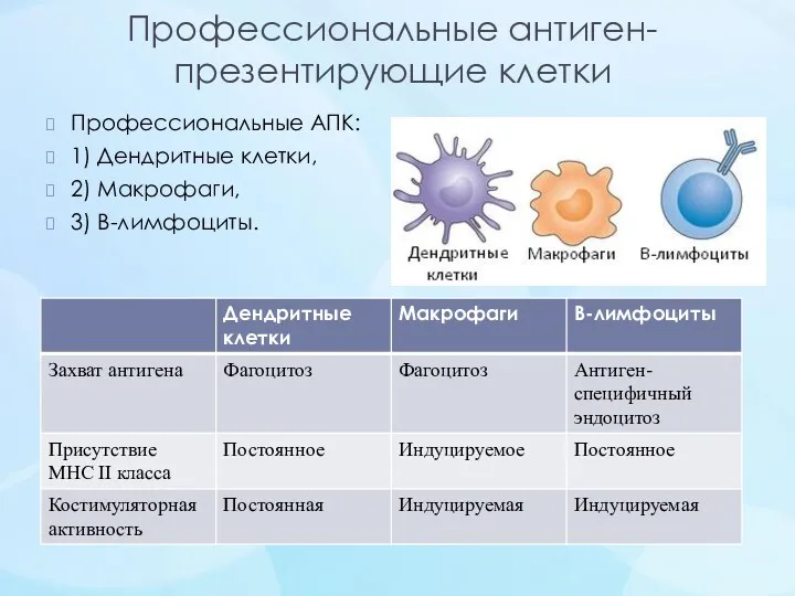 Профессиональные антиген-презентирующие клетки Профессиональные АПК: 1) Дендритные клетки, 2) Макрофаги, 3) В-лимфоциты.