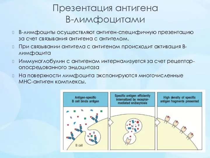 Презентация антигена В-лимфоцитами В-лимфоциты осуществляют антиген-специфичную презентацию за счет связывания антигена с антителом.