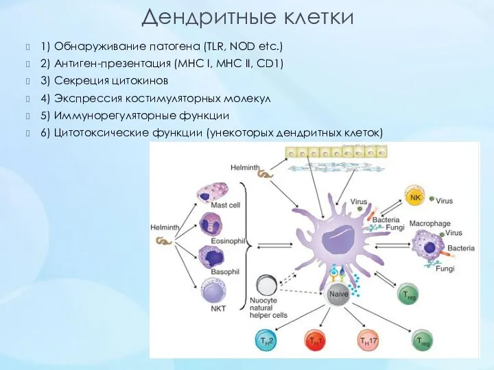 Дендритные клетки 1) Обнаруживание патогена (TLR, NOD etc.) 2) Антиген-презентация (MHC I, MHC