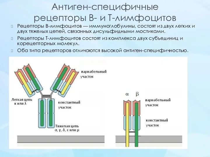 Антиген-специфичные рецепторы В- и Т-лимфоцитов Рецепторы В-лимфоцитов — иммуноглобулины, состоят из двух легких