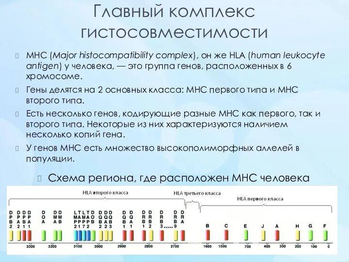 Главный комплекс гистосовместимости MHC (Major histocompatibility complex), он же HLA (human leukocyte antigen)