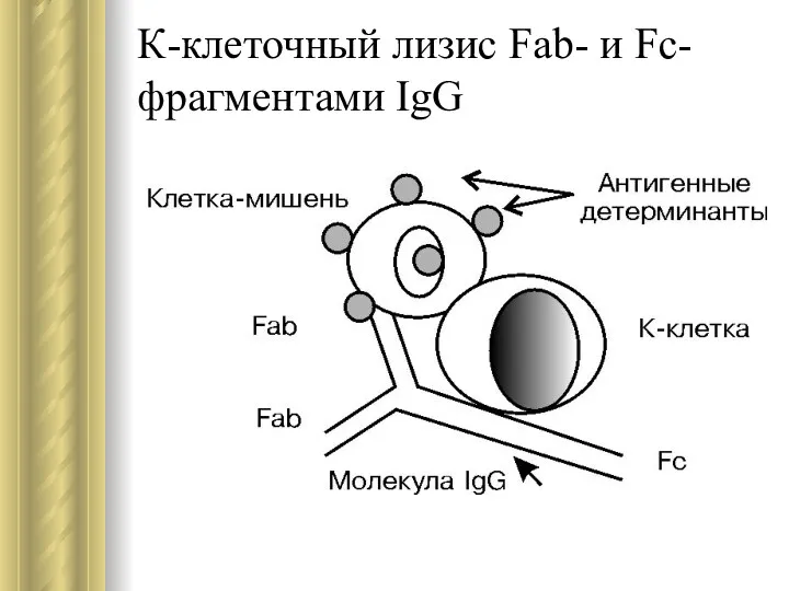 К-клеточный лизис Fab- и Fc-фрагментами IgG