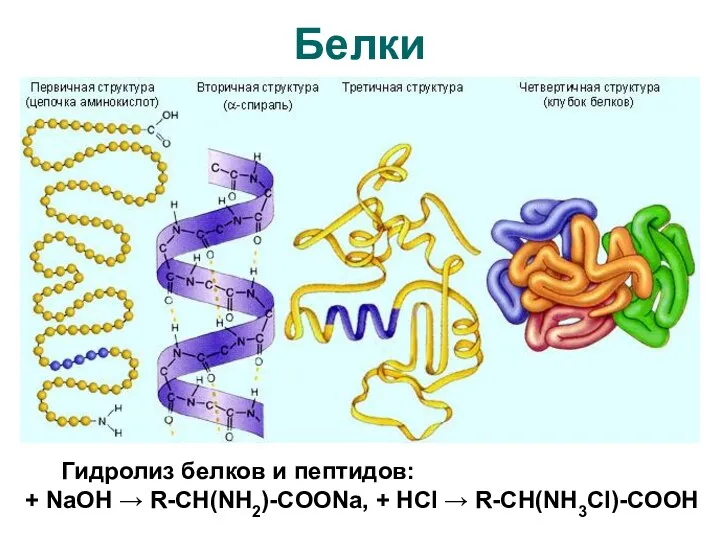 Белки Гидролиз белков и пептидов: + NaOH → R-CH(NH2)-COONa, + HCl → R-CH(NH3Cl)-COOH