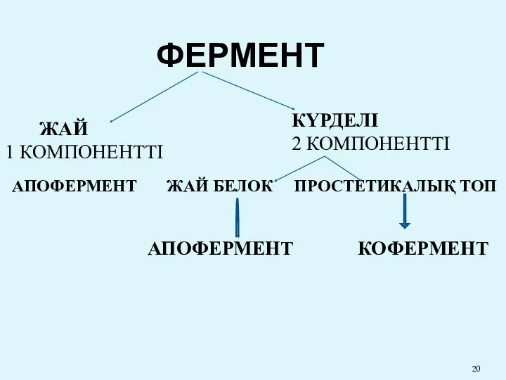 ФЕРМЕНТ ЖАЙ 1 КОМПОНЕНТТІ КҮРДЕЛІ 2 КОМПОНЕНТТІ АПОФЕРМЕНТ ЖАЙ БЕЛОК ПРОСТЕТИКАЛЫҚ ТОП АПОФЕРМЕНТ КОФЕРМЕНТ