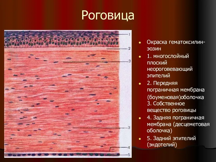 Роговица Окраска гематоксилин- эозин 1. многослойный плоский неороговевающий эпителий 2.